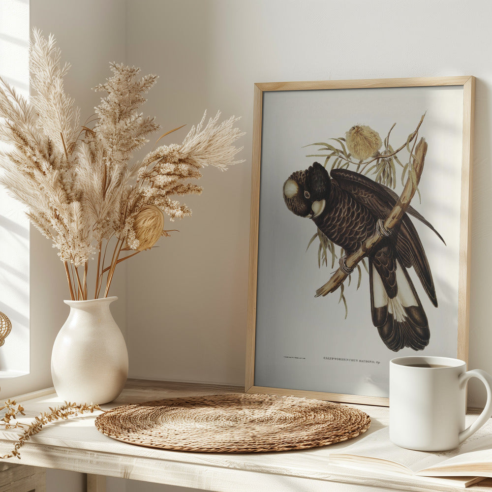 Baudin's Cockatoo Poster